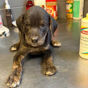 Kroger -  Pit Bull Terrier and Mixed Breed Dog for Adoption in Tuscaloosa, Alabama - Kroger | PetCurious