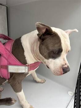 SOLIS -  Pit Bull Terrier Dog for Adoption in Houston, Texas - SOLIS | PetCurious