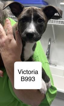 Terrier and Labrador Retriever Dogs Available for Adoption in Morganton, North Carolina - Victoria | PetCurious