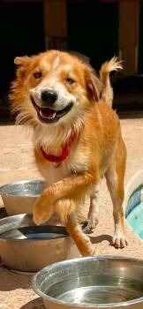 Rescue Border Collie Dogs for Adoption in New Castle, Delaware - Mr. Magoo | PetCurious