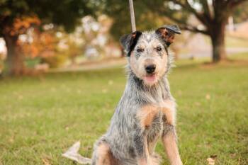 Rescue Wirehaired Terrier and Mixed Breed Dogs for Adoption in Gradyville, Kentucky - Moana | PetCurious