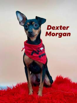Miniature Pinscher Dogs Available for Adoption - Dexter | PetCurious