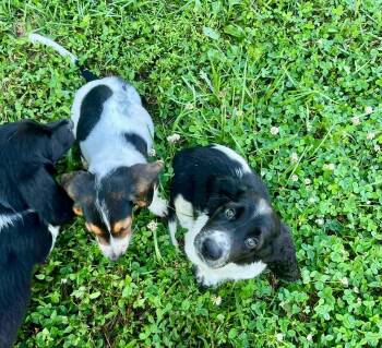 Monday -  Basset Hound Dog for Adoption in Richmond, Kentucky - Monday | PetCurious