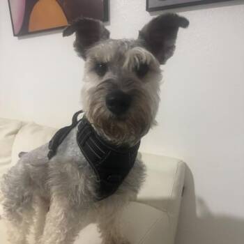 Echo -  Miniature Schnauzer Dog for Adoption in West Miami, Florida - Echo | PetCurious