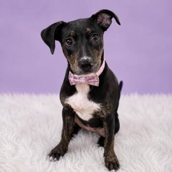 Mixed Breed Dogs Available for Adoption in Binghamton, New York - Rosie Posie | PetCurious