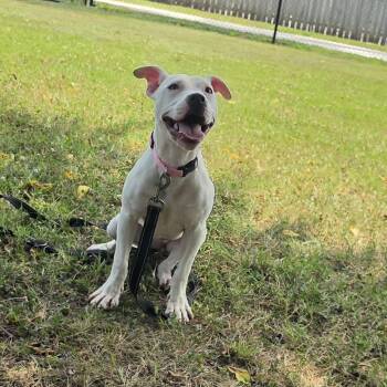 Peapod -  Pit Bull Terrier Dog for Adoption in Lowell, Arkansas - Peapod | PetCurious