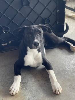 Porter -  Labrador Retriever and Boxer Dog for Adoption in Fair Play, Missouri - Porter | PetCurious