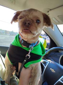 Rescue Shih Tzu Dogs for Adoption in Cloquet, Minnesota - Ezra | PetCurious