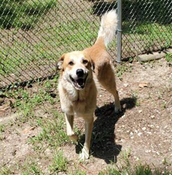 MAX -  Great Pyrenees and Mixed Breed Dog for Adoption in Fort Walton Beach, Florida - MAX | PetCurious