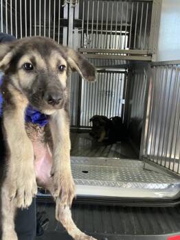 TINY BOY -  Mixed Breed Dog for Adoption in Dallas, Texas - TINY BOY | PetCurious