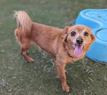 Yo-Yo -  Spaniel and Chihuahua Dog for Adoption in Ramona, California - Yo-Yo | PetCurious