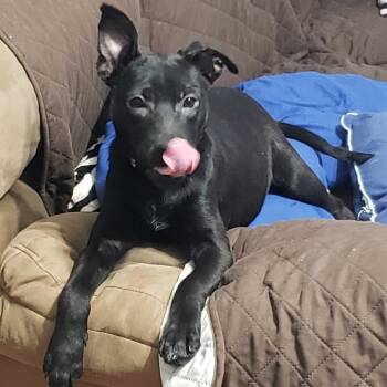 Mixed Breed Dogs Available for Adoption in Jefferson City, Tennessee - Bea | PetCurious