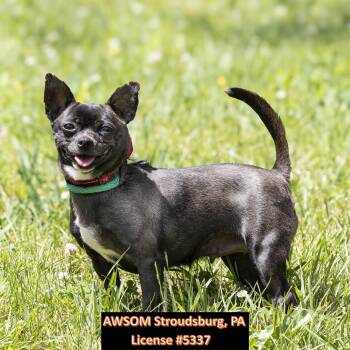 Chihuahua and Pug Dogs Available for Adoption in Stroudsburg, Pennsylvania - Joyce | PetCurious
