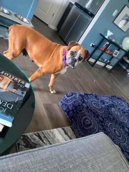 Female age 7 -  Boxer Dog for Adoption in Sanford, Michigan - Female Age 7 | PetCurious