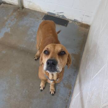 Rescue Hound Dogs for Adoption in Duncan, Oklahoma - Olive | PetCurious