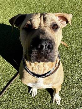Mixed Breed Dogs Available for Adoption in Wichita, Kansas - Delila | PetCurious