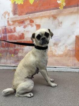 KARA -  Pug and Mixed Breed Dog for Adoption in San Bernardino, California - KARA | PetCurious