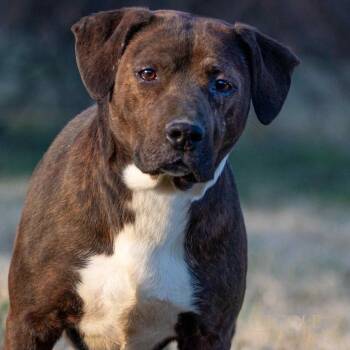 Rescue Pit Bull Terrier Dogs for Adoption in Henderson, Kentucky - Boss Man | PetCurious