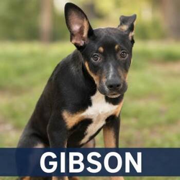 Gibson -  Miniature Pinscher and Mixed Breed Dog for Adoption in West Memphis, Arkansas - Gibson | PetCurious