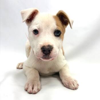 734 (2026) Gaia -  Pit Bull Terrier Dog for Adoption in Parker, Colorado - 734 (2026) Gaia | PetCurious