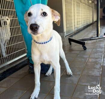 Lexi Dee -  Shepherd and Retriever Dog for Adoption in Washington, District Of Columbia - Lexi Dee | PetCurious