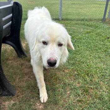 Steve -  Great Pyrenees Dog for Adoption in Roxboro, North Carolina - Steve | PetCurious