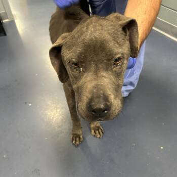 RAIN -  Pit Bull Terrier Dog for Adoption in Greensboro, North Carolina - RAIN | PetCurious