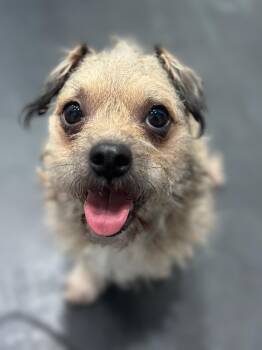 Rescue Border Terrier and Cairn Terrier Dogs for Adoption in Long Beach, California - Caramel Sundae | PetCurious