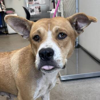 Darla -  Mixed Breed Dog for Adoption in Las Cruces, New Mexico - Darla | PetCurious