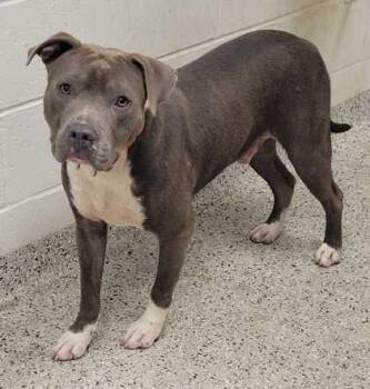 Scotch Phd -  Pit Bull Terrier and Mixed Breed Dog for Adoption in Kansas City, Missouri - Scotch Phd | PetCurious