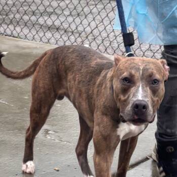 Rescue Pit Bull Terrier Dogs for Adoption in Philadelphia, Pennsylvania - Pluto | PetCurious