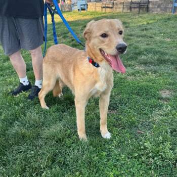 Mixed Breed Dogs Available for Adoption in Fredericksburg, Virginia - Tenderhoof | PetCurious