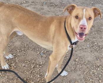 Australian Shepherd and Mixed Breed Dogs Available for Adoption in Albuquerque, New Mexico - HUSSLE | PetCurious