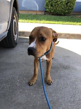 DODGER -  Mixed Breed Dog for Adoption in Dallas, Texas - DODGER | PetCurious