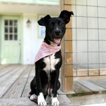 Lexi Pocket Sized Princess -  Black Labrador Retriever and American Staffordshire Terrier Dog for Adoption in Friendswood, Texas - Lexi Pocket Sized Princess | PetCurious