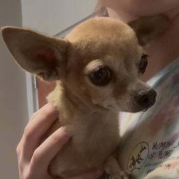 Deer -  Chihuahua Dog for Adoption in Yuma, Arizona - Deer | PetCurious