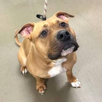 Kalila -  Mixed Breed Dog for Adoption in Asheville, North Carolina - Kalila | PetCurious