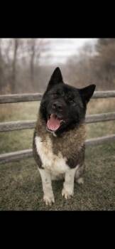 Akita Dogs Available for Adoption - TRINITY | PetCurious