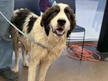 MARK -  Mixed Breed Dog for Adoption in Dallas, Texas - MARK | PetCurious