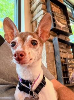 Bambi -  Toy Fox Terrier Dog for Adoption in Holland, Michigan - Bambi | PetCurious