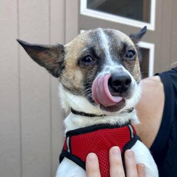 Scooby -  Chihuahua and Terrier Dog for Adoption in Peculiar, Missouri - Scooby | PetCurious