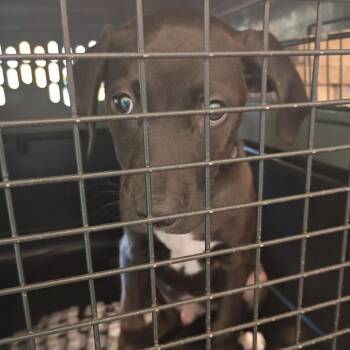 Mercutio -  Black Labrador Retriever Dog for Adoption in Lynchburg, Virginia - Mercutio | PetCurious