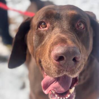 Labrador Retriever Dogs Available for Adoption - Ripp | PetCurious