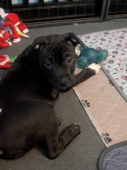Bonnie Bramble -  Terrier Dog for Adoption in Waunakee, Wisconsin - Bonnie Bramble | PetCurious