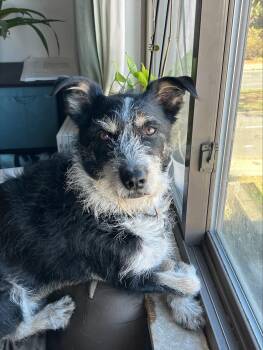 Rescue Australian Cattle Dog Blue Heeler Dogs for Adoption in Stormville, New York - NY /CT Woody | PetCurious