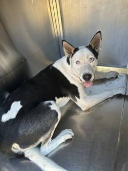 Rescue American Staffordshire Terrier and Mixed Breed Dogs for Adoption in Fort Worth, Texas - 59643350 | PetCurious