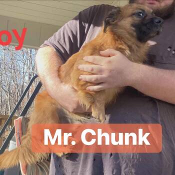 Rescue Chihuahua Dogs for Adoption - Mr. Chunk | PetCurious