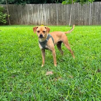 Bob -  Chihuahua and Mixed Breed Dog for Adoption in Waco, Texas - Bob | PetCurious