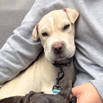 LILO -  Shar Pei and Labrador Retriever Dog for Adoption in Richmond, California - LILO | PetCurious