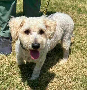 Toby -  Poodle Dog for Adoption - Toby | PetCurious